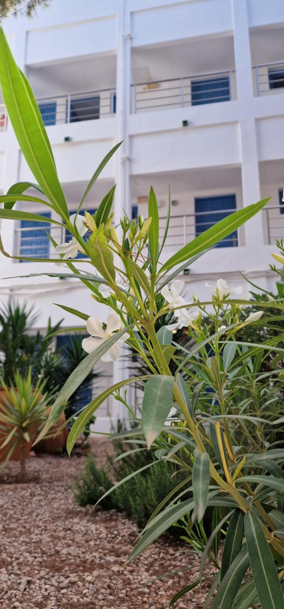 Apartamentos Costamar II Es Pujols Kültér fotó